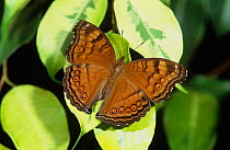 Brown soldier butterfly (Junonia hedonia subsp. zelima), Russell River National Park, Wet Tropics of Queensland UNESCO Natural World Heritage Site, Queensland, Australia.