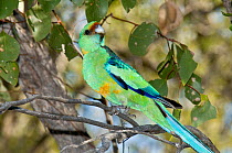 Mallee ringneck parakeet (Barnardius barnardi) Willandra Lakes UNESCO Natural World Heritage Site, New South Wales, Australia.
