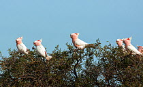 Major Mitchell's cockatoo (Cacatua leadbeateri) flock, Willandra Lakes UNESCO Natural World Heritage Site, New South Wales, Australia.