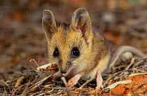 Fat-tailed dunnart (Sminthopsis crassicaudata) Willandra Lakes UNESCO Natural World Heritage Site, New South Wales, Australia.
