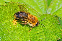 Early mining bee  (Andrena haemorrhoa) male wiping pollen grains off leg,  Beverley Court Gardens, Lewisham, London, England, UK  April.