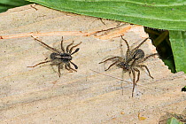 Wolf spiders  (Pardosa sp) male on left approaching female warily,  hoping to mate,  Beverley Court Gardens, Lewisham, London, England, UK,  April.