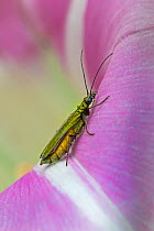 False blister beetle  (Oedemera lurida) female on field bindweed  Brockley Cemetery, London, England, UK. July.