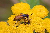 Fairy-ring longhorn beetle  (Pseudovadonia livida) feeding on tansy  Brockley, Lewisham, London, England, UK  August.