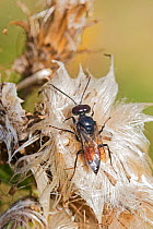 Digger wasp  (Astata boops)  Sutcliffe Park Nature Reserve, Eltham, London, UK.  August.
