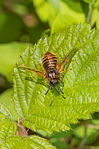 Honeysuckle or Black-horned cimbicid sawfly  (Zaraea lonicerae)  Brockley Cemetery, Lewisham, London, England, UK,  May.