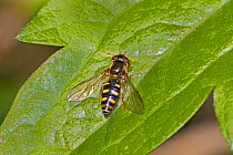 Hoverfly  (Meligramma euchromum)  female, Brockley Cemetery, Lewisham, London, England, UK  May.