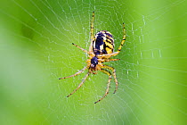 Orb weaver spider  (Mangora acalypha)  Brockley Cemetery, Lewisham, London, England, UK  June.