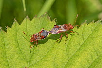 Rhopalid bugs  (Rhopalus subrufus) mating pair,  Brockley Cemetery, Lewisham, London, England, UK  June,