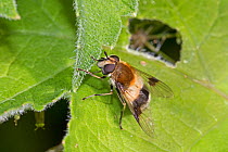 Hoverfly  (Leucozona lucorum) female, Hutchinson's Bank, New Addington, London, England, UK.  June.