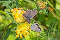 Small blue butterfly (Cupido minimus)  male hoping to mate with female on their foodplant,  kidney vetch  Hutchinson's Bank, New Addington, London, England, UK.  June.