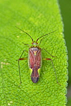 Mirid bug  (Closterotomus trivialis)  on sage Brockley Cemetery, Lewisham, London, England, UK  June