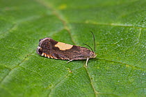 Micro-moth  (Pammene regiana)  Warwick Gardens, Peckham, London, England, UK. June.