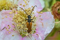 Fairy-ring longhorn beetle  (Pseudovadonia livida)  Feeding on bramble blossom  Warwick Gardens, Peckham, London, England, UK. June.