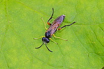 Sawfly  (Macrophya rufipes)  Warwick Gardens, Peckham, London, England, UK. June.
