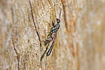 Parasitic wasp (Gasteruption jaculator) on a tree trunk in Warwick Gardens, Peckham, London, UK.  July.