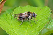 Hoverfly  (Cheilosia illustrata) bee mimic, Hutchinson's Bank, New Addington, London, England, UK.  July,