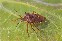Red-legged shieldbug  (Pentatoma rufipes)  Brockley, Lewisham, London, England, UK, June.