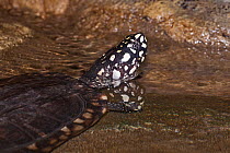 Black-spotted turtle  (Geoclemys hamiltonii)  captive from Bangladesh, India, Nepal and Pakistan.