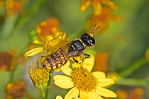 Digger wasp  (Ectemnius lituratus)  Brockley, Lewisham, London, England, UK,  September.