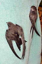 Orphaned Common swift chicks (Apus apus) reared to full size by Judith Wakelam in her home climbing up a towel as their ability to flap their wings is tested before being released, Worlington, Suffolk...