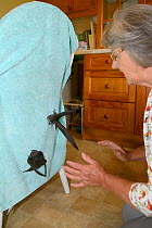 Judith Wakelam testing if orphan Common swift chicks (Apus apus) she has reared to full size in her home are ready to fly before releasing them, Worlington, Suffolk, UK, July. Model released.