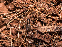 Deserta Grande Wolf Spider (Hogna ingens),  in captive breeding program at Bristol Zoo Gardens, Captive. Critically endangered species, native to Madeira.