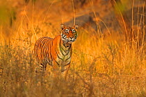 Bengal tiger (Panthera tigris) tigress Noor hunting , Ranthambhore, India