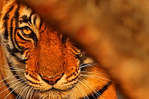 Bengal tiger (Panthera tigris) tigress &#39;Noor&#39; peering from behind a tree , Ranthambhore, India