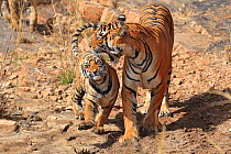 Bengal tiger (Panthera tigris) tigress Noor 'telling off' cub , Ranthambhore, India