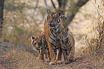 Bengal tiger (Panthera tigris) tigress Noor with cubs , Ranthambhore, India