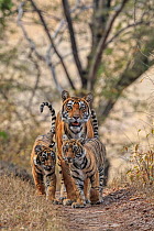 Bengal tiger (Panthera tigris) tigress Noor with cubs , Ranthambhore, India