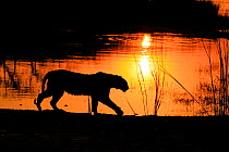 Bengal tiger (Panthera tigris) tigress &#39;Arrowhead&#39; in silhouetted walking in front of lake at sunset , Ranthambhore, India