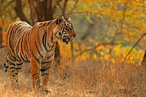 Bengal tiger (Panthera tigris) tigress &#39;Arrowhead&#39;, Ranthambhore, India
