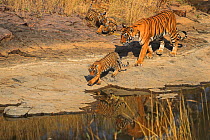 Bengal tiger (Panthera tigris) tigress 'Noor T39' with cubs age three months , Ranthambhore, India