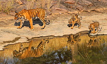 Bengal tiger (Panthera tigris) tigress 'Noor T39' with cubs age three months , Ranthambhore, India