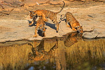 Bengal tiger (Panthera tigris) cubs age three months playing , Ranthambhore, India