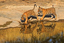 Bengal tiger (Panthera tigris) cubs age three months playing , Ranthambhore, India