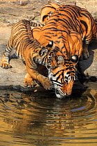 Bengal tiger (Panthera tigris) tigress &#39;Noor T39&#39; with cubs age three months , Ranthambhore, India