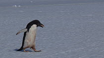 Adelie penguin (Pygoscelis adeliae) running with a stolen rock for its nest, Adelie Land, Antarctica, January.
