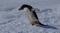 Adelie penguin (Pygoscelis adeliae) running with a stolen rock for its nest, Adelie Land, Antarctica, January.