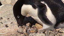 Adelie penguins (Pygoscelis adeliae) adjusting nest and incubating an egg, Adelie Land, Antarctica, January.