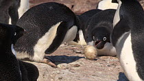 Group of Adelie penguins (Pygoscelis adeliae) destroying an egg with a chick inside, Adelie Land, Antarctica, January.