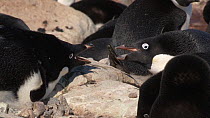 Adelie penguin (Pygoscelis adeliae) squabbling with neighbor, Adelie Land, Antarctica, January.