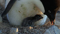 Adelie penguin (Pygoscelis adeliae) chick at nest with parent, parent adjusts nest, Adelie Land, Antarctica, January.