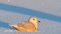 Iceland gull (Larus glaucoides), juvenile in snow, Finland, January.