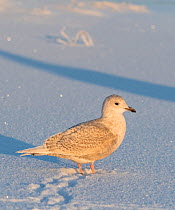 Iceland gull (Larus glaucoides) juvenile with tracks, Finland, January.