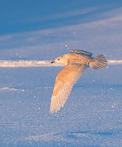 Iceland gull (Larus glaucoides) juvenile flying, Finland, January.