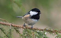 Coal tit (Parus ater) perched, Finland, January.