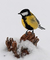 Great tit (Parus major) in snow, Finland, February.